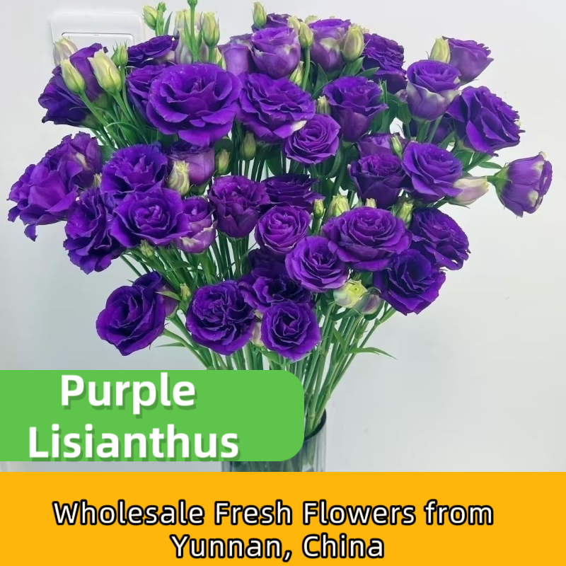 Assorted Multicolor Lisianthus Eustoma Fresh Cut Stems Bulk | White Pink Purple Green Mixed Blooms