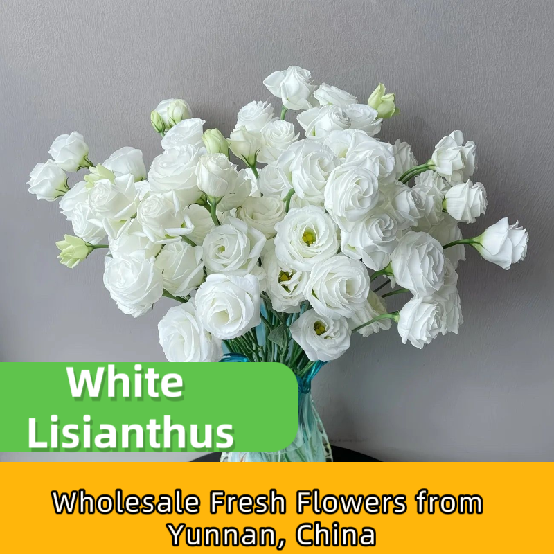 Assorted Multicolor Lisianthus Eustoma Fresh Cut Stems Bulk | White Pink Purple Green Mixed Blooms