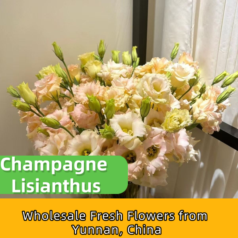 Assorted Multicolor Lisianthus Eustoma Fresh Cut Stems Bulk | White Pink Purple Green Mixed Blooms