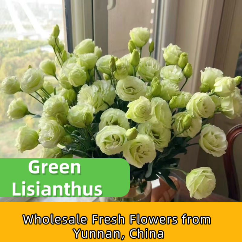 Assorted Multicolor Lisianthus Eustoma Fresh Cut Stems Bulk | White Pink Purple Green Mixed Blooms